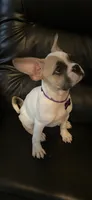 Chanel, a female French Bulldog and Pug for sale in Rialto, CA – 3 of 5