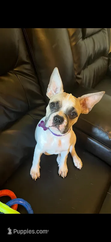 Chanel, a female French Bulldog and Pug for sale in Rialto, CA – Photo 1 of 4