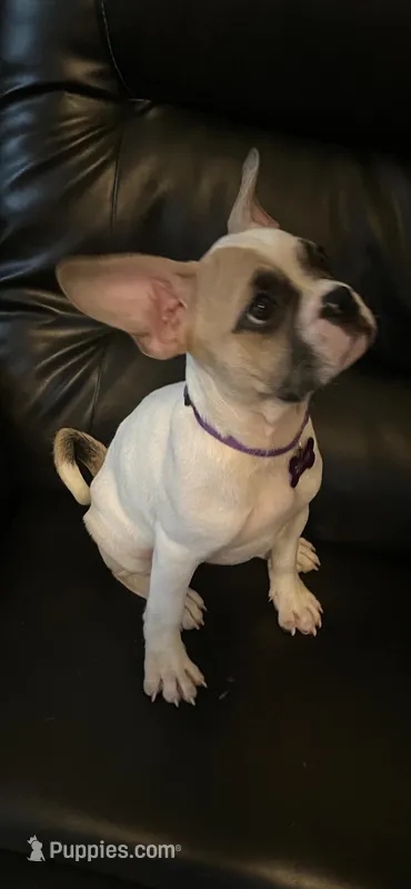 Chanel – French Bulldog, Pug puppy for sale in Rialto, CA