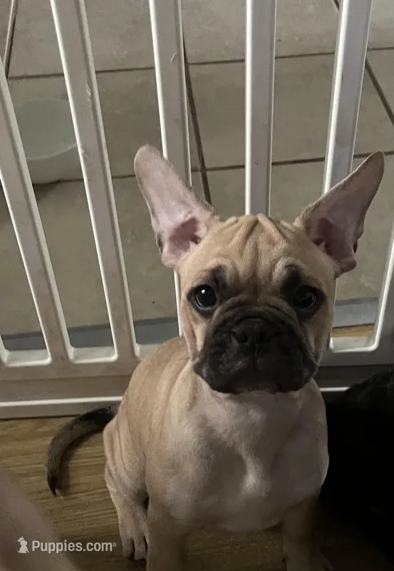 Itzy – French Bulldog, Pug puppy for sale in Rialto, CA