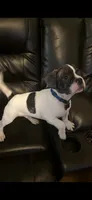 Oreo, a male French Bulldog and Pug for sale in Rialto, CA – 5 of 6