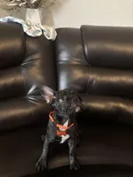 Charlotte, a female French Bulldog and Pug for sale in Rialto, CA – Photo 3 of 3