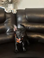 Charlotte, a female French Bulldog and Pug for sale in Rialto, CA – Photo 2 of 3