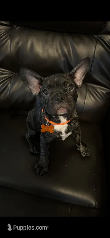 Charlotte – French Bulldog, Pug puppy for sale in Rialto, CA