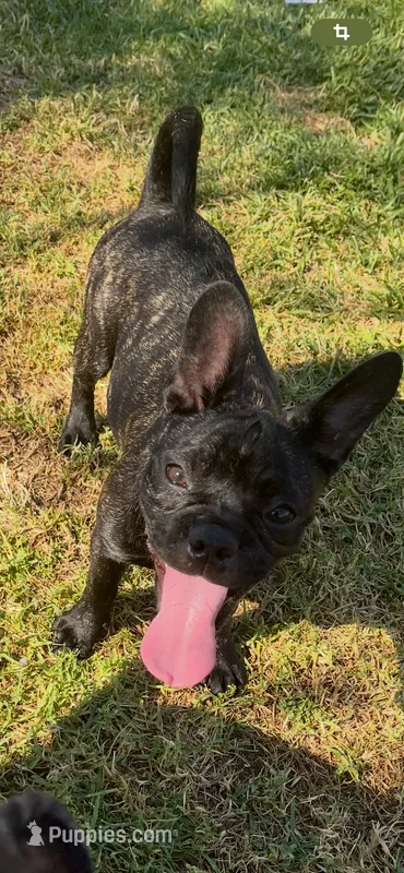 Charlotte – French Bulldog, Pug puppy for sale in Rialto, CA