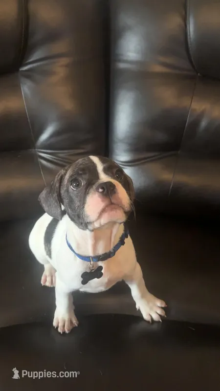 Oreo – French Bulldog, Pug puppy for sale in Rialto, CA