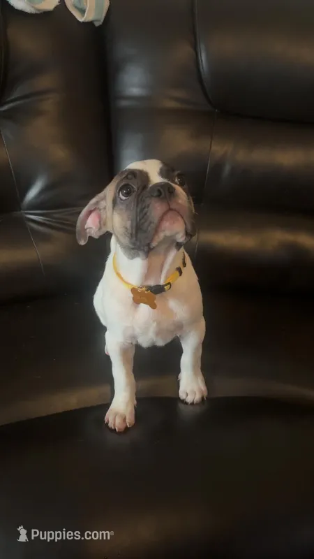 Zeus – French Bulldog, Pug puppy for sale in Rialto, CA