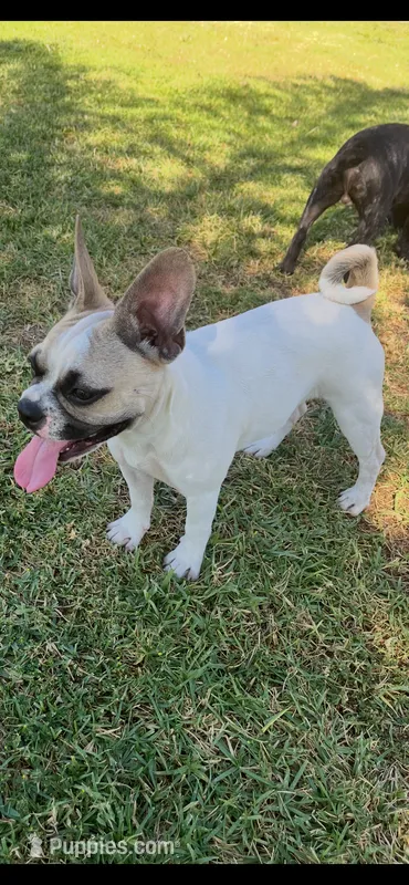 Chanel – French Bulldog, Pug puppy for sale in Rialto, CA
