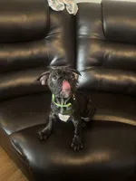 Franklin, a male French Bulldog and Pug for sale in Rialto, CA – Photo 3 of 4