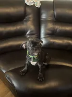 Franklin, a male French Bulldog and Pug for sale in Rialto, CA – Photo 4 of 4