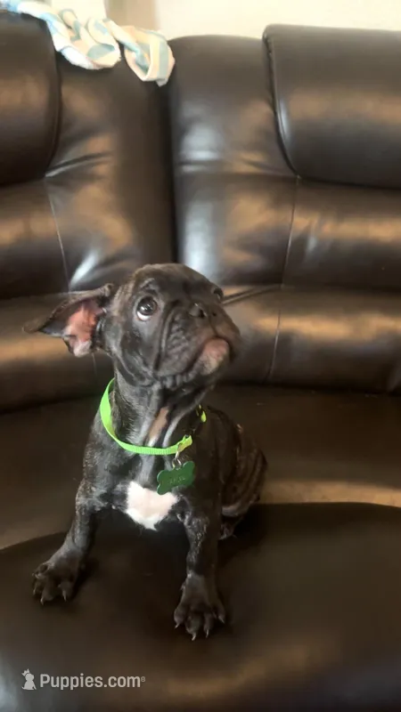 Franklin, a male French Bulldog and Pug for sale in Rialto, CA – Photo 1 of 4