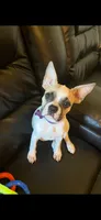 Chanel, a female French Bulldog and Pug for sale in Rialto, CA – 2 of 5