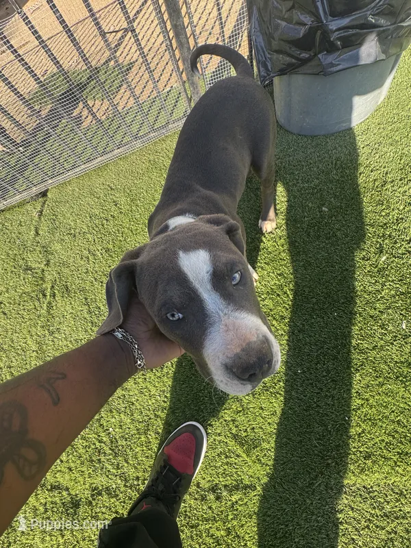 Girl 1 – American Bully puppy for sale in Yucaipa, CA