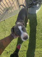 Girl 1, a female American Bully for sale in Yucaipa, CA – 1 of 1