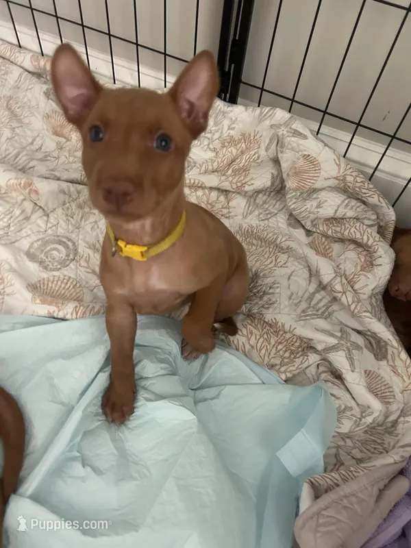 Yellow Girl – Pharaoh Hound puppy for sale in Kingsland, GA