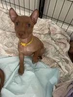 Yellow Girl, a female Pharaoh Hound for sale in Kingsland, GA – 1 of 1