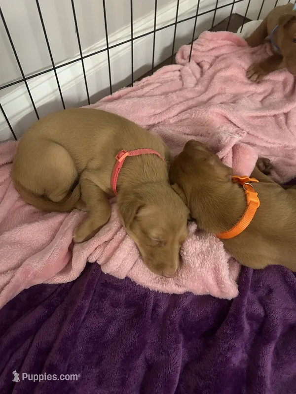 Pink Girl, a female Pharaoh Hound for sale in Kingsland, GA – 1 of 1