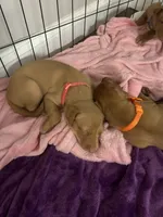 Pink Girl, a female Pharaoh Hound for sale in Kingsland, GA – 1 of 1