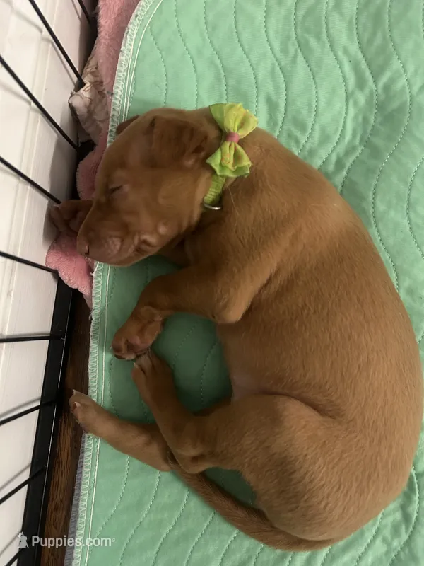 Green Girl – Pharaoh Hound puppy for sale in Kingsland, GA
