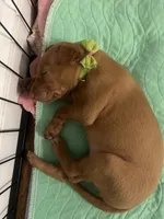 Green Girl, a female Pharaoh Hound for sale in Kingsland, GA – 1 of 1