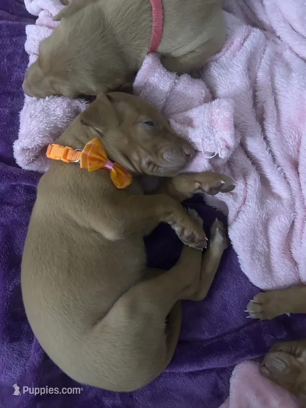 Orange Girl – Pharaoh Hound puppy for sale in Kingsland, GA