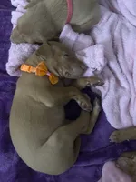 Orange Girl, a female Pharaoh Hound for sale in Kingsland, GA – 1 of 1