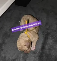 Blondie- female poodle, a female Poodle - Standard  for sale in Temple, GA – 1 of 2