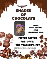 Cacao- male poodle, a male Poodle - Standard  for sale in Temple, GA – 2 of 2