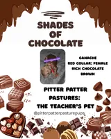 Ganache- female poodle, a female Poodle - Standard  for sale in Temple, GA – 2 of 2