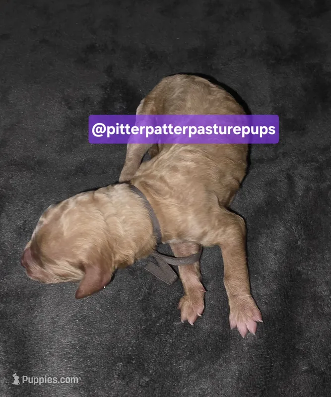 Chip- male poodle, a male Poodle - Standard  for sale in Temple, GA – 1 of 2