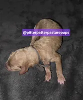 Chip- male poodle, a male Poodle - Standard  for sale in Temple, GA – 1 of 2