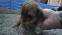 Doug, a male Yorkshire Terrier and Shichon for sale in Lumber Bridge, NC – 3 of 3