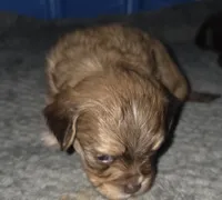 Doug, a male Yorkshire Terrier and Shichon for sale in Lumber Bridge, NC – 2 of 3