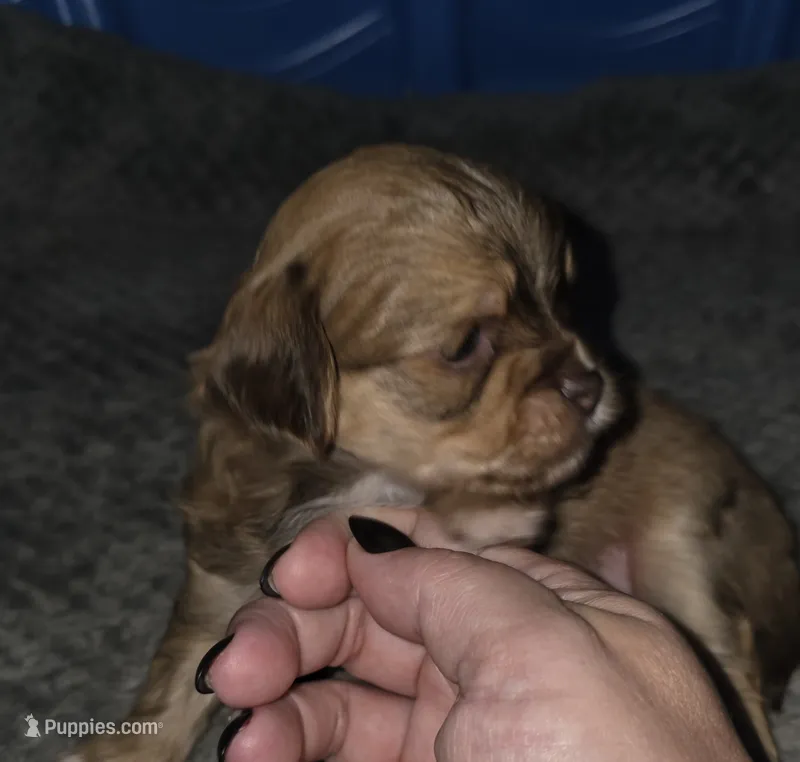 Doug, a male Yorkshire Terrier and Shichon for sale in Lumber Bridge, NC – 1 of 3