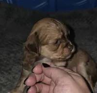 Doug, a male Yorkshire Terrier and Shichon for sale in Lumber Bridge, NC – 1 of 3
