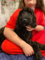 Violet, a female Springer Doodle for sale in Augusta, ME – 3 of 7