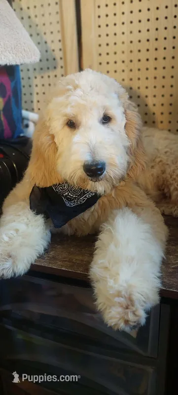 Felix – Goldendoodle puppy for sale in Augusta, ME