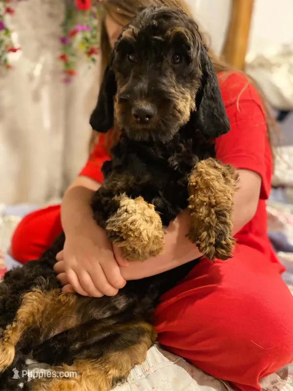 Mya – Springer Doodle puppy for sale in Augusta, ME