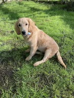 Caramel, a male Goldendoodle for sale in Augusta, ME – 3 of 6