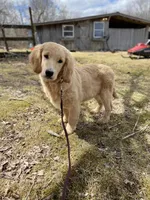 Austin, a male Goldendoodle for sale in Augusta, ME – 3 of 4