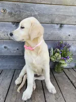 Lola, a female English Cream Golden Retriever for sale in Augusta, ME – 4 of 4
