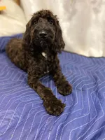 Violet, a female Springer Doodle for sale in Augusta, ME – 1 of 7