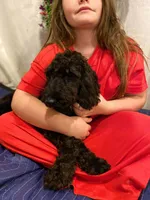 Violet, a female Springer Doodle for sale in Augusta, ME – 4 of 7