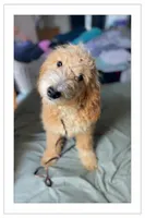 Daisy, a female Goldendoodle for sale in Augusta, ME – 3 of 3