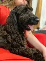 Violet, a female Springer Doodle for sale in Augusta, ME – 7 of 7
