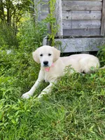 Lola, a female English Cream Golden Retriever for sale in Augusta, ME – 3 of 4