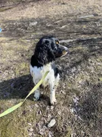 Cole, a male English Springer Spaniel for sale in Augusta, ME – Photo 5 of 5