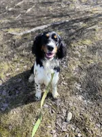 Cole, a male English Springer Spaniel for sale in Augusta, ME – Photo 3 of 5
