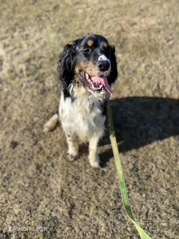 Cole – English Springer Spaniel puppy for sale in Augusta, ME