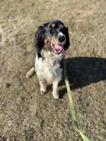 Cole, a male English Springer Spaniel for sale in Augusta, ME – Photo 1 of 5